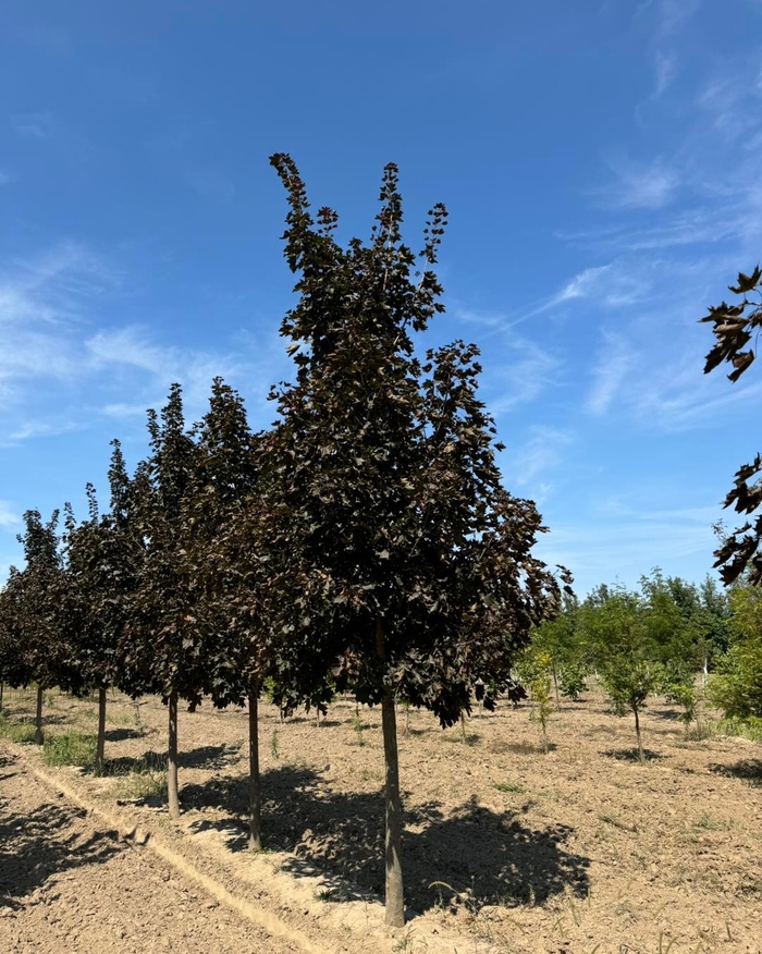 'Crimson King' Norway Maple - Acer platanoides from Winding Creek Nursery