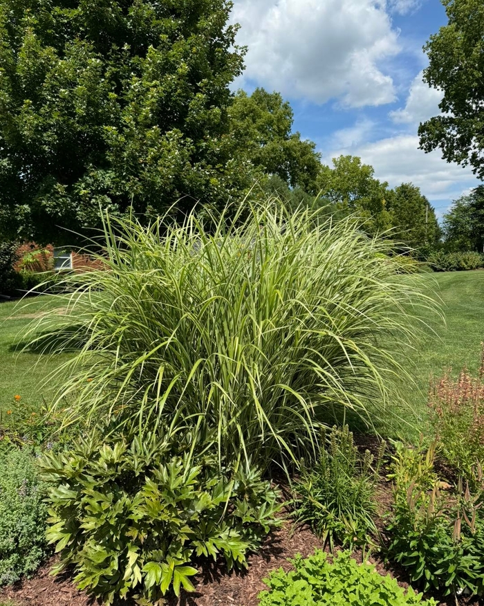 'Variegatus' Maiden Grass - Miscanthus sinensis from Winding Creek Nursery