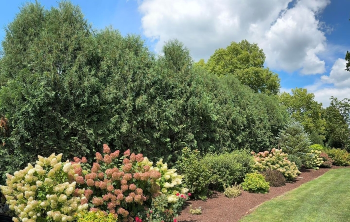 'Techny (Mission)' Arborvitae - Thuja occidentalis from Winding Creek Nursery