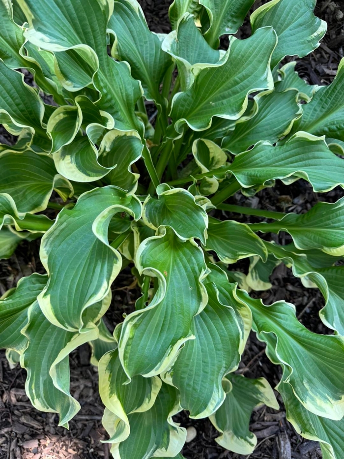 Shadowland® 'Wheee!' - Hosta (Hosta, Plantain Lily) from Winding Creek Nursery