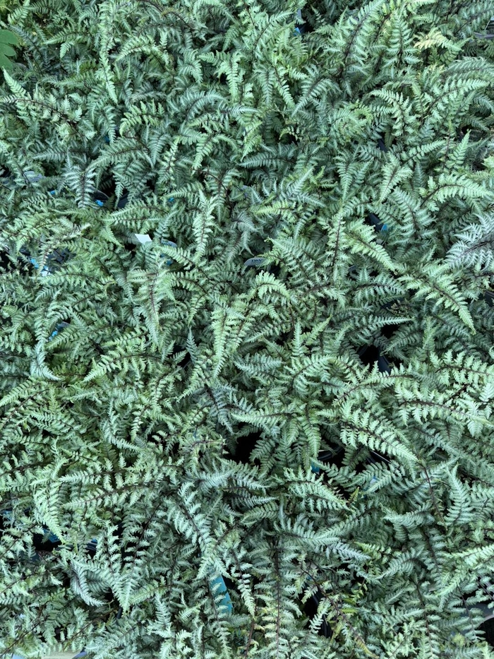 'Crested Surf' Japanese Painted Fern - Athyrium niponicum from Winding Creek Nursery