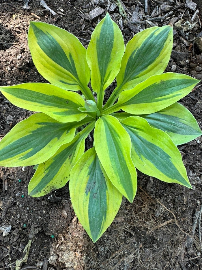 'Glad Rags' Hosta, Plantain Lily - Hosta from Winding Creek Nursery