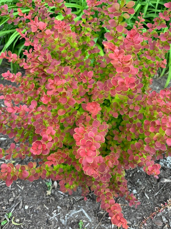 'Sunjoy Tangelo®' Barberry - Berberis thunbergii from Winding Creek Nursery