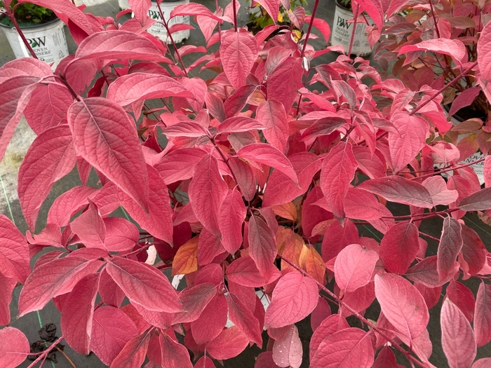 ''Arctic Fire® Red'' Red-Osier Dogwood - Cornus stolonifera from Winding Creek Nursery