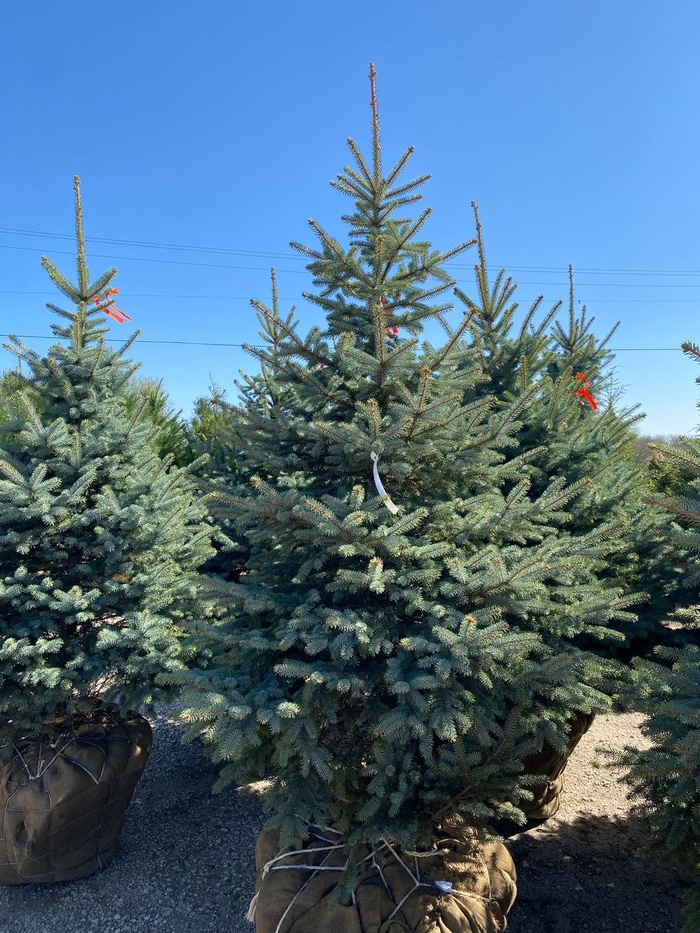 Colorado Blue Spruce - Picea pungens var. glauca from Winding Creek Nursery