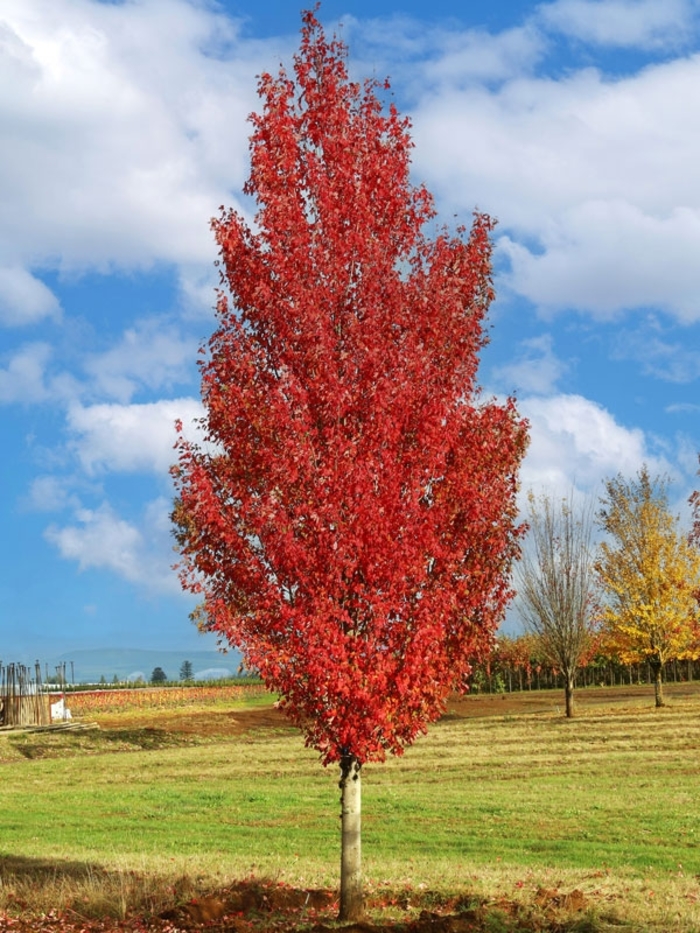 Red Sentinel® Maple - Acer rubrum '‘WW Warren’' from Winding Creek Nursery