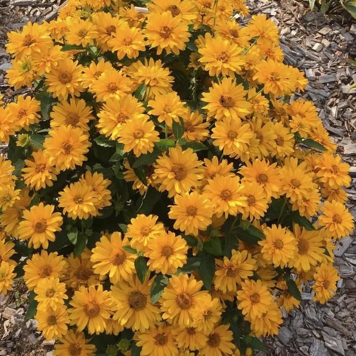 Athena Gold&trade; False Sunflower - Heliopsis helianthoides from Winding Creek Nursery