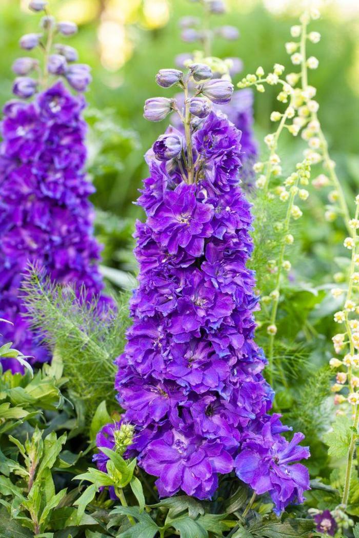 Delgenius™ 'Kingsley' - Delphinium x hybridus from Winding Creek Nursery