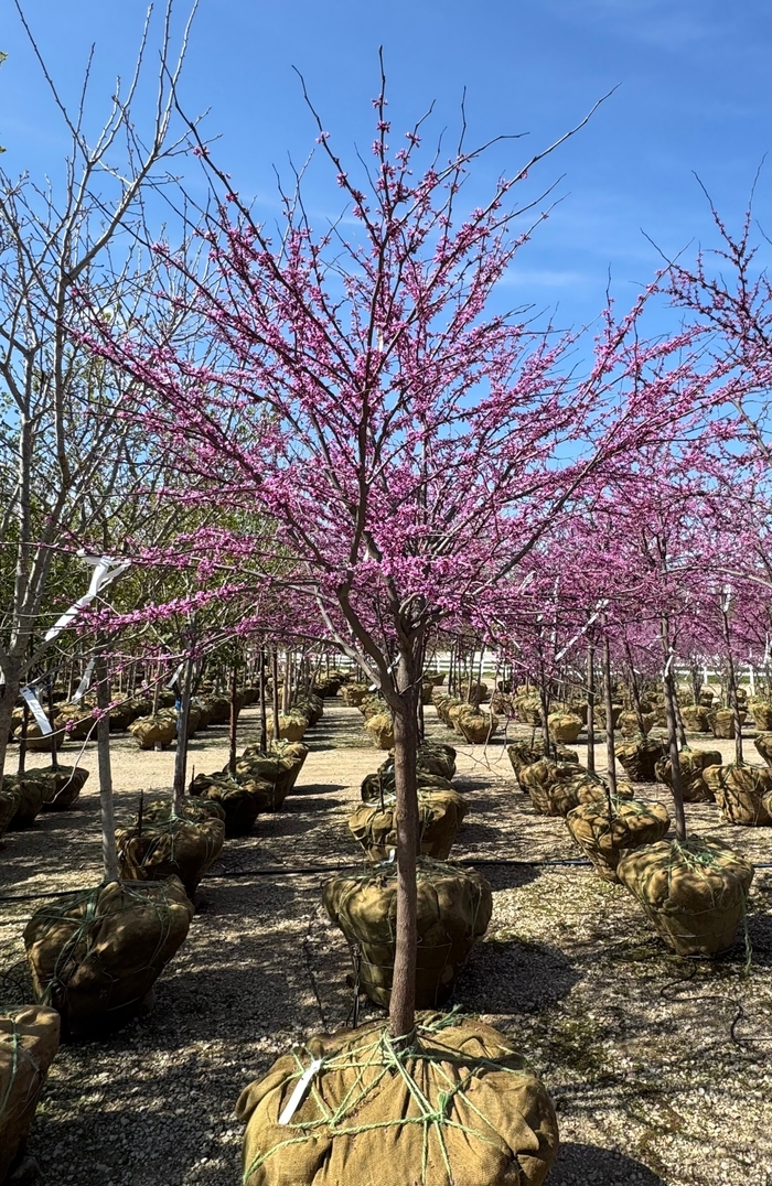 Eastern Redbud - Cercis canadensis from Winding Creek Nursery