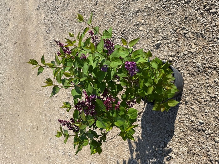 'Pocahontas' Lilac - Syringa x hyacinthiflora from Winding Creek Nursery