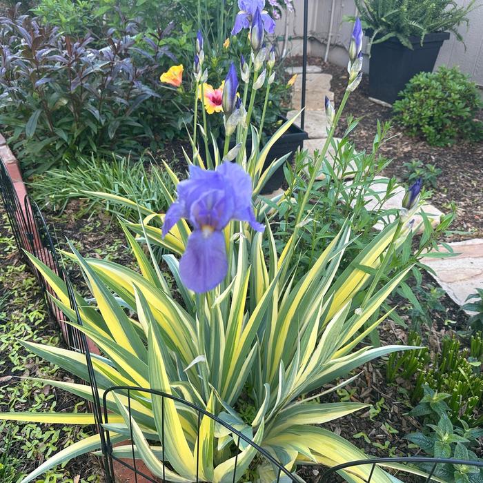 Variegated Sweet Iris - Iris pallida 'Aureovariegata' from Winding Creek Nursery