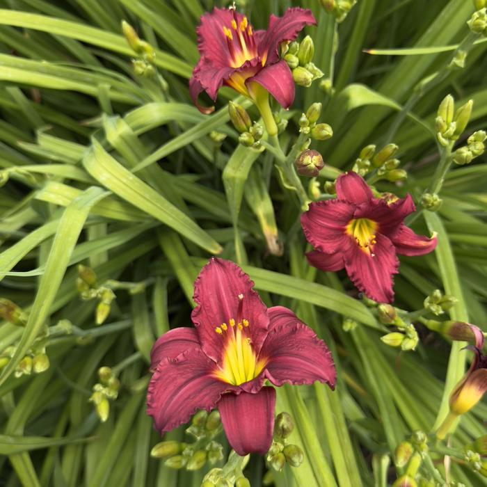 'Pardon Me' Daylily - Hemerocallis from Winding Creek Nursery