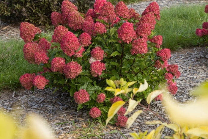 Spring Sizzle® Hydrangea - Hydrangea paniculata ''Bailpanthree' ' from Winding Creek Nursery