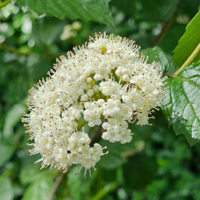 Arrowwood Viburnum - Viburnum dentatum from Winding Creek Nursery