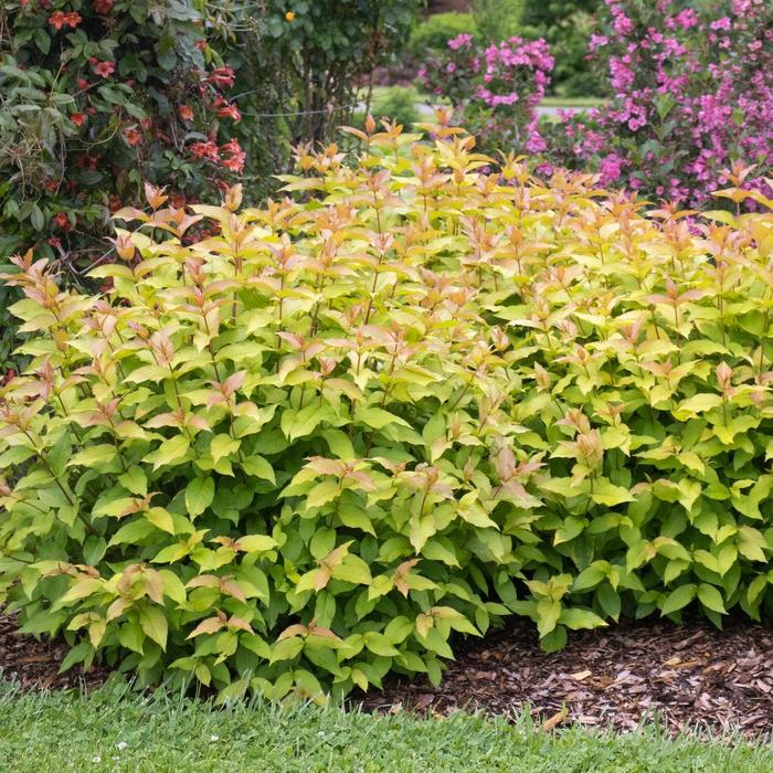 Kodiak Spiced&trade; - Diervilla x from Winding Creek Nursery