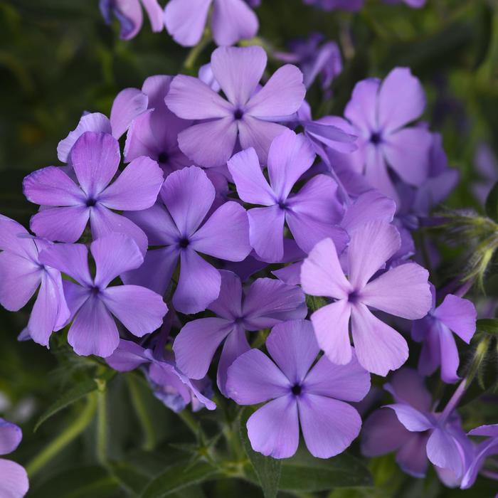 Candy Cloud&trade; Blue - Phlox from Winding Creek Nursery