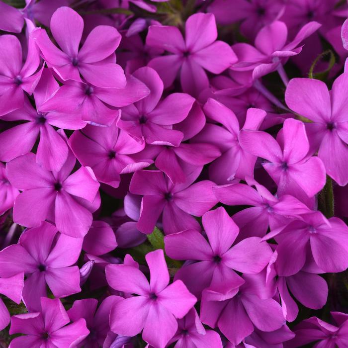 Candy Cloud&trade; Dark Pink - Phlox from Winding Creek Nursery
