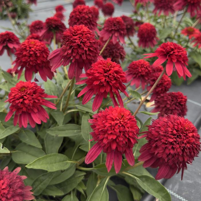 Double Scoop&trade; 'Strawberry Deluxe' - Echinacea (Coneflower) from Winding Creek Nursery