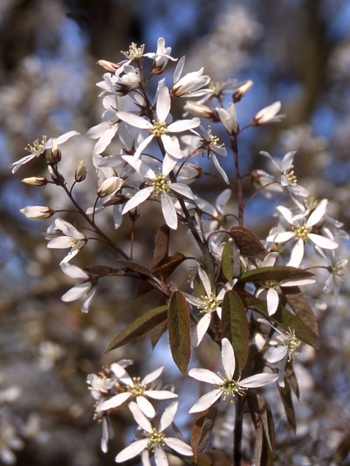 'Princess Diana' Serviceberry - Amelanchier x grandiflora from Winding Creek Nursery