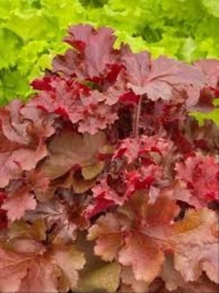 Indian Summer Cherryberry - Heuchera ''Indian Summer Cherryberry'' from Winding Creek Nursery