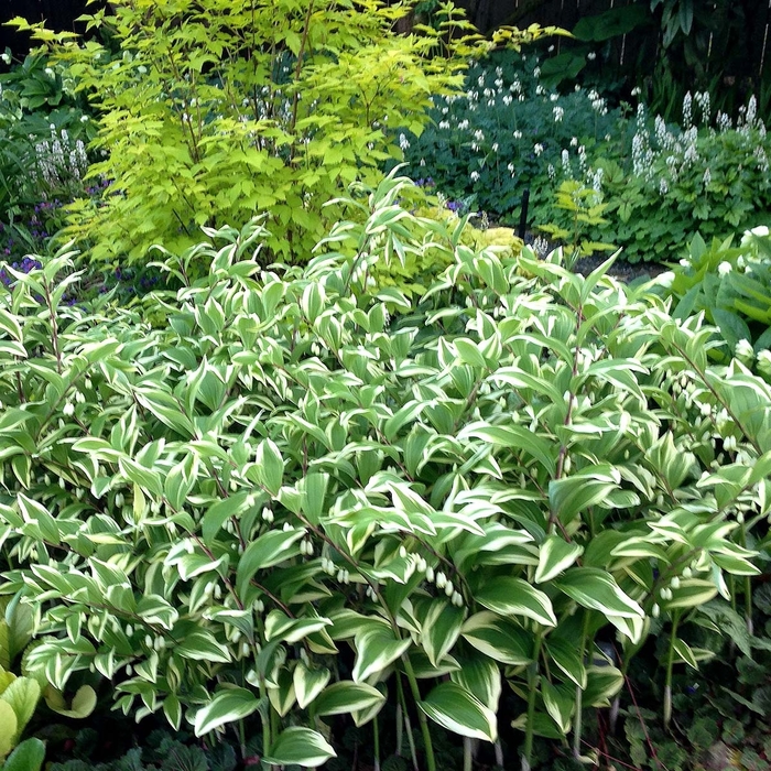'Variegatum' Solomon's Seal - Polygonatum multiflorum from Winding Creek Nursery