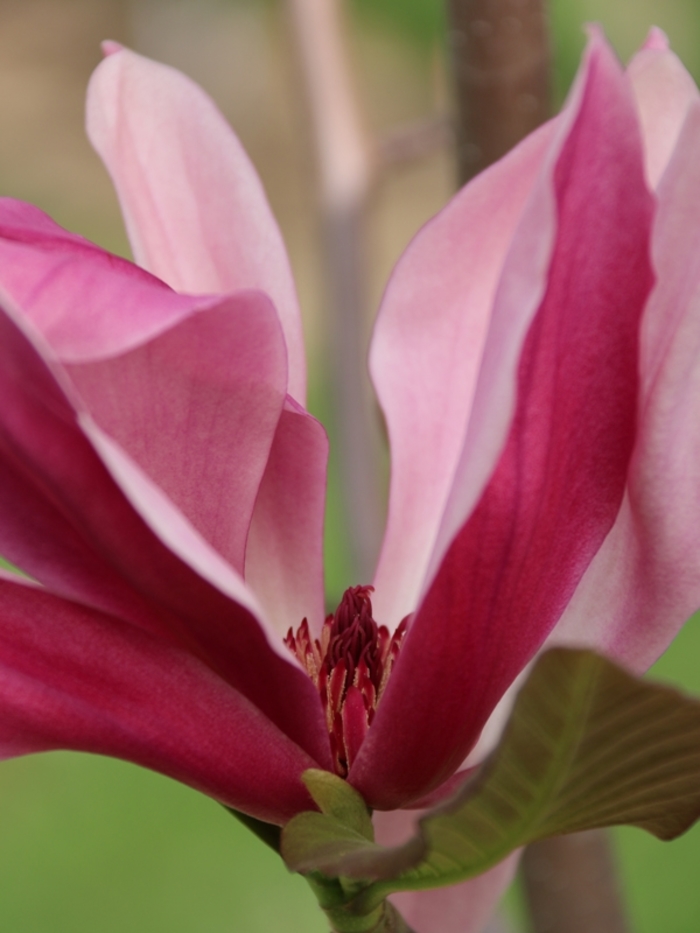 Mercury&reg; - Magnolia from Winding Creek Nursery