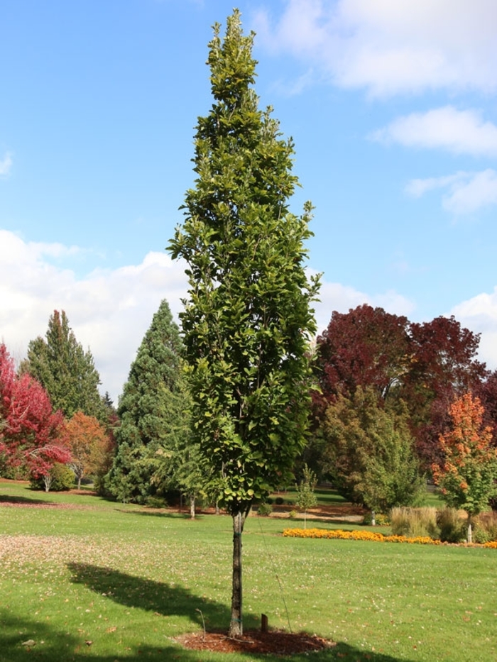 Beacon&reg; Oak - Quercus bicolor from Winding Creek Nursery