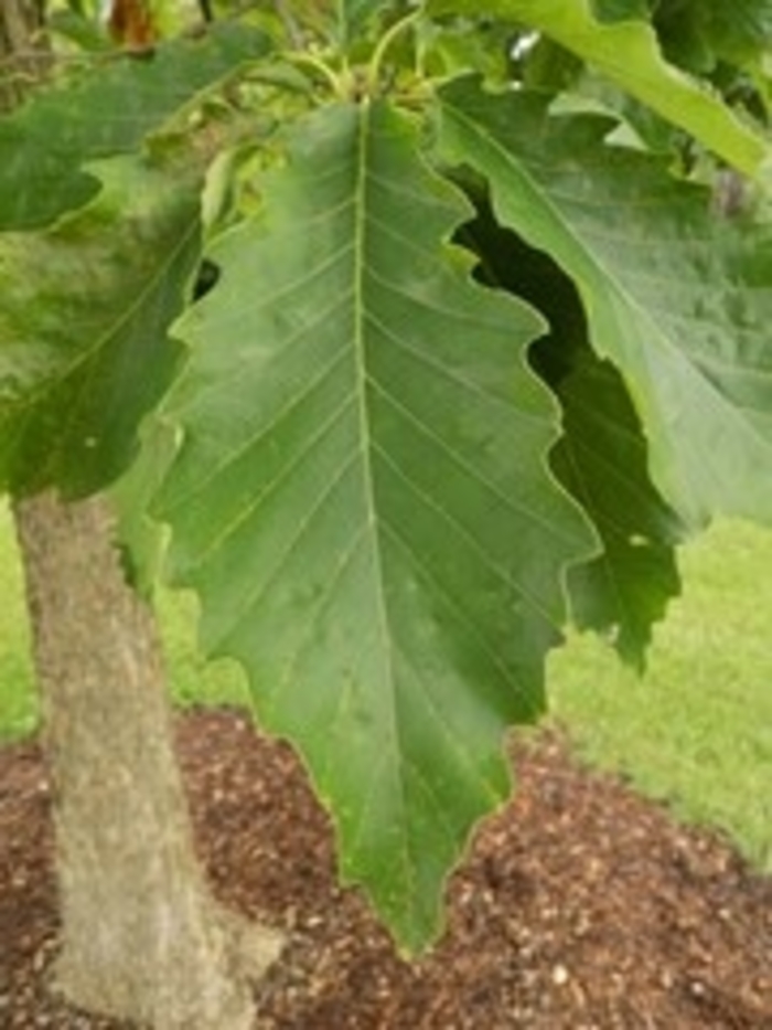 Chinkapin Oak - Quercus muehlenbergii from Winding Creek Nursery