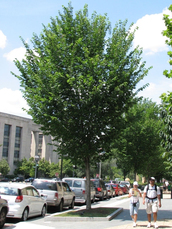 'Princeton' American Elm - Ulmus americana from Winding Creek Nursery