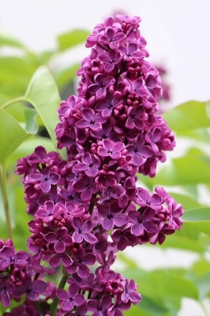 'Ludwig Spaeth' Lilac - Syringa vulgaris from Winding Creek Nursery