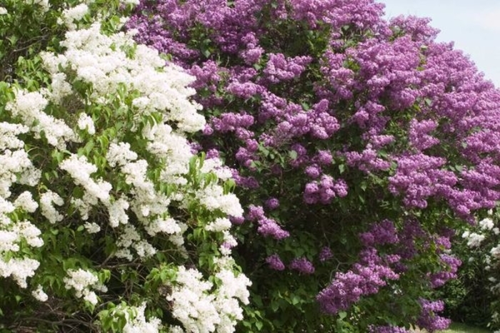 'Pocahontas' Lilac - Syringa x hyacinthiflora from Winding Creek Nursery
