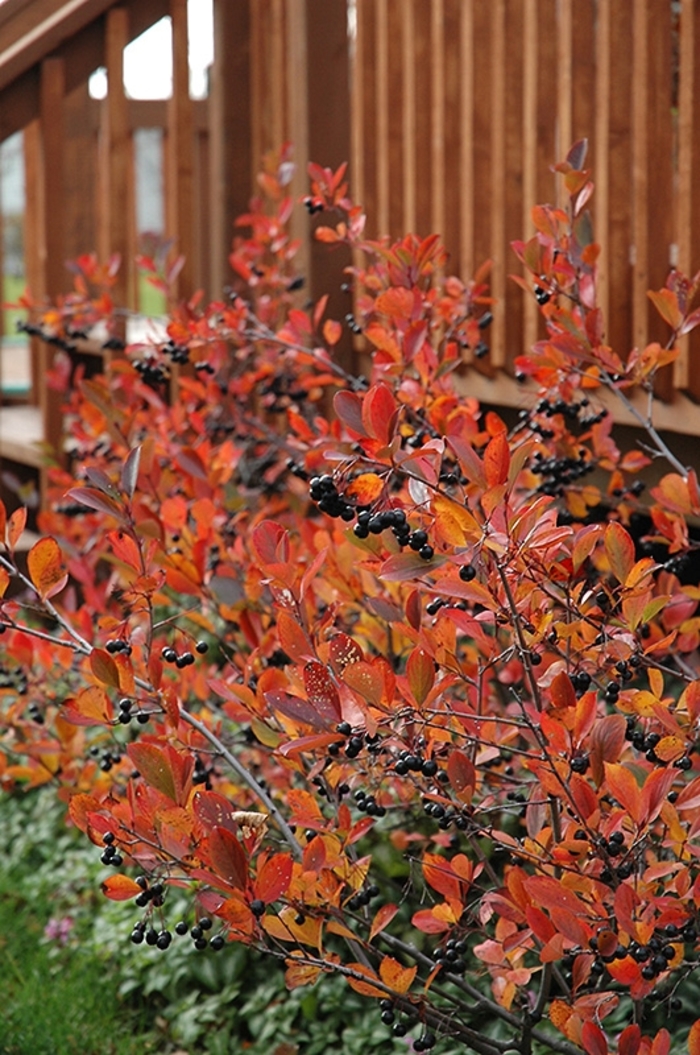 'Autumn Magic' Black Chokeberry - Aronia melanocarpa from Winding Creek Nursery