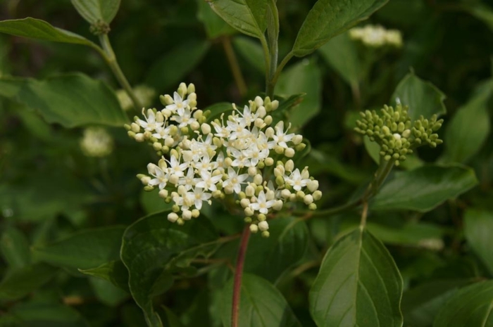 ''Cardinal'' Red-Osier Dogwood - Cornus sericea from Winding Creek Nursery