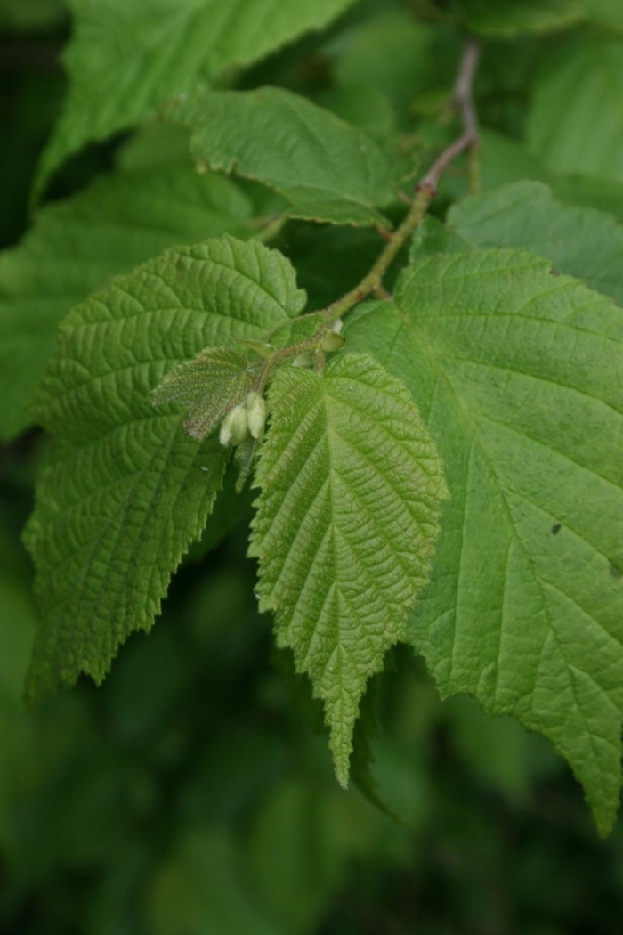 American Hazelnut - Corylus americana from Winding Creek Nursery