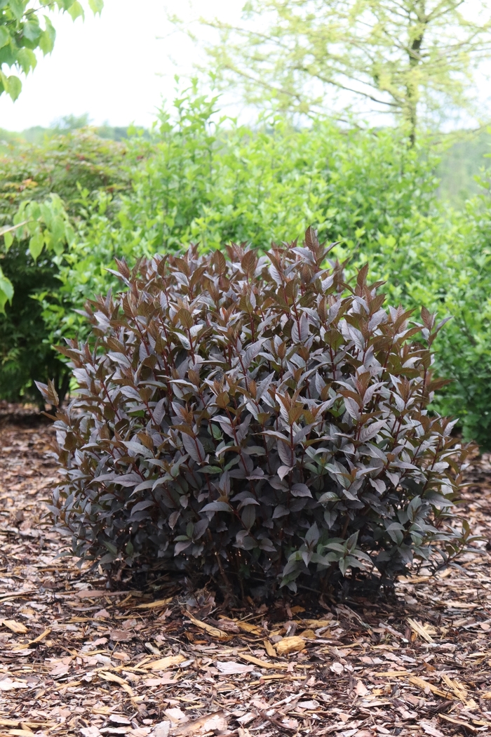 Kodiak Jet Black&reg;' Bush Honeysuckle - Diervilla from Winding Creek Nursery