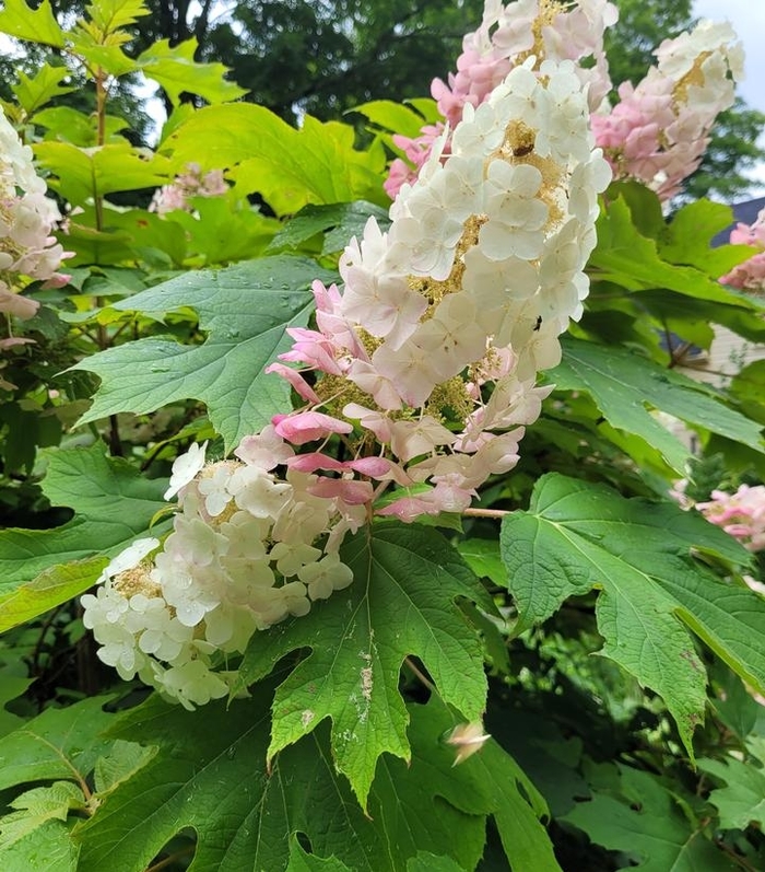 'Alice' Oakleaf Hydrangea - Hydrangea quercifolia from Winding Creek Nursery