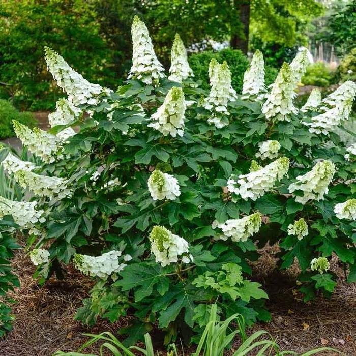 'Sike's Dwarf' Oakleaf Hydrangea - Hydrangea quercifolia from Winding Creek Nursery