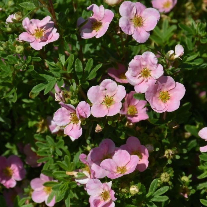 'Pink Beauty' - Potentilla fruticosa from Winding Creek Nursery
