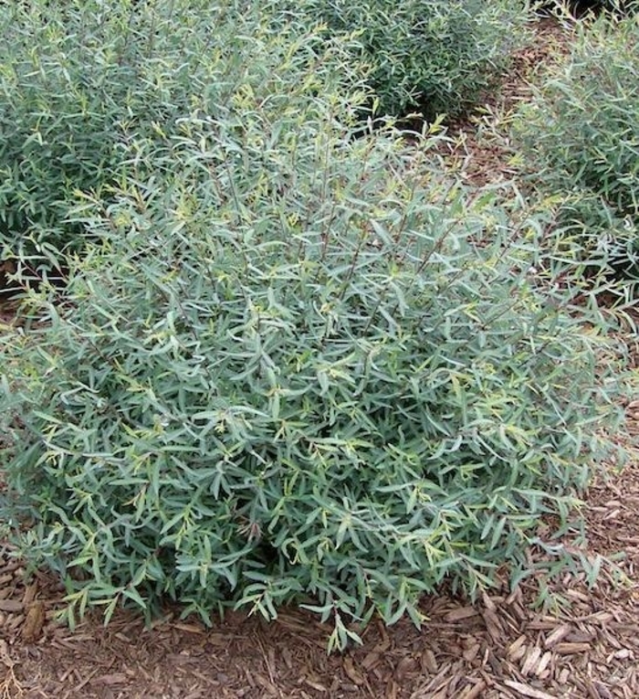 'Nana' Dwarf Arctic Willow - Salix purpurea from Winding Creek Nursery