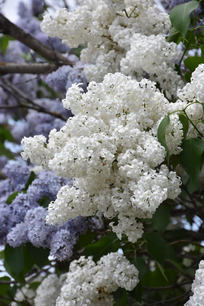 Common White Lilac - Syringa vulgaris alba from Winding Creek Nursery