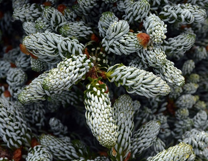'Kahout's Icebreaker' Korean Fir - Abies koreana from Winding Creek Nursery