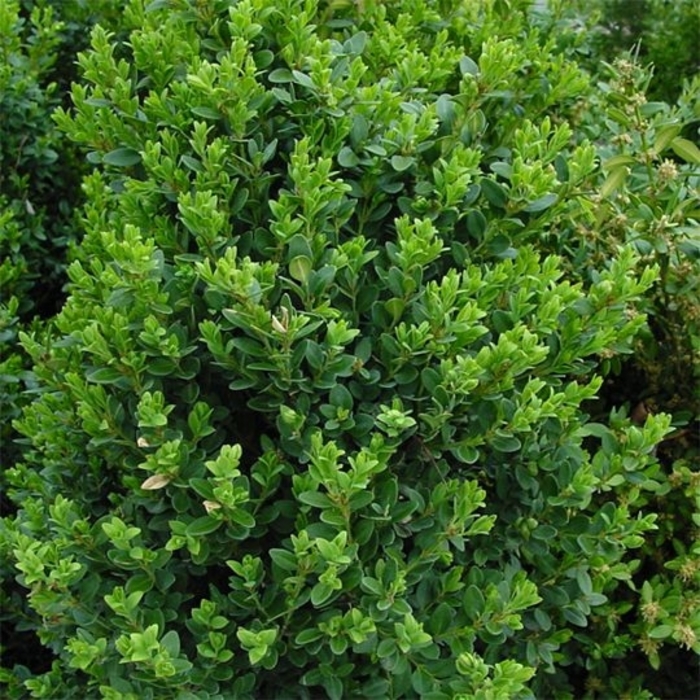 'Green Mountain' Boxwood - Buxus from Winding Creek Nursery