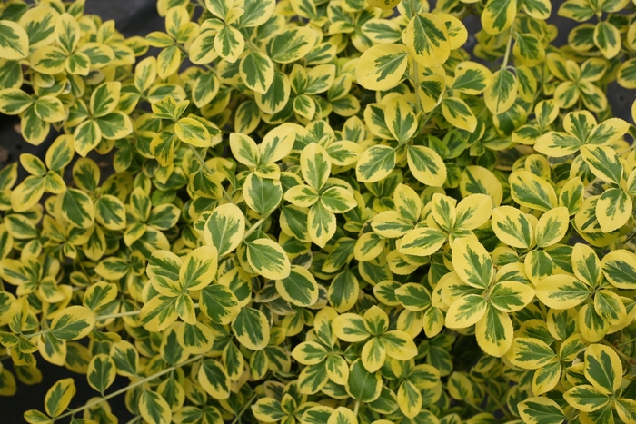 ''Gold Splash®'' Wintercreeper - Euonymus fortunei from Winding Creek Nursery
