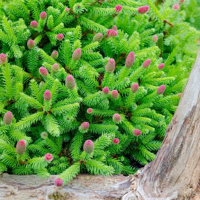 'Pusch' Dwarf Norway Spruce - Picea abies from Winding Creek Nursery