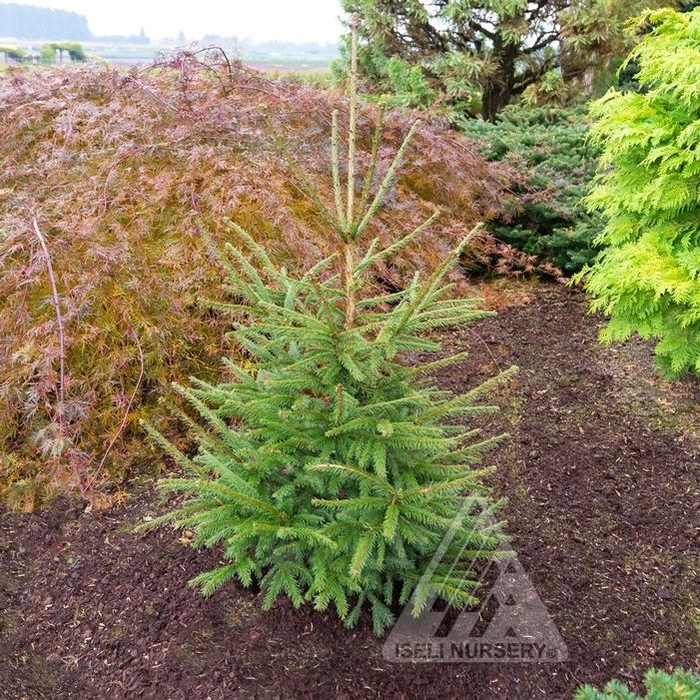 Royal Splendor ® Norway Spruce - Picea abies ''Noel'' from Winding Creek Nursery