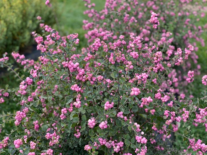 'Proud Berry®' Coral Berry - Symphoricarpos from Winding Creek Nursery
