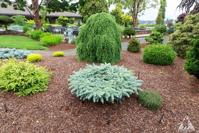 ‘Millbrook’ Colorado Blue Spruce - Picea pungens '‘Millbrook’' from Winding Creek Nursery