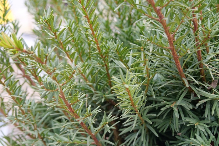 'Densiformis' Yew - Taxus x media from Winding Creek Nursery