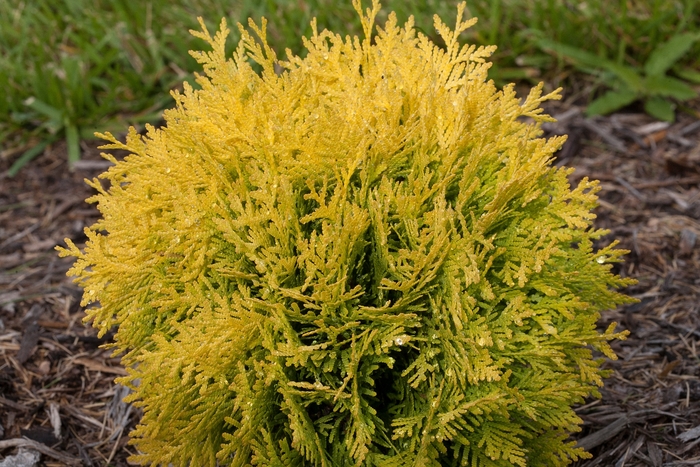 'Autumn Moon' Arborvitae - Thuja occidentalis from Winding Creek Nursery