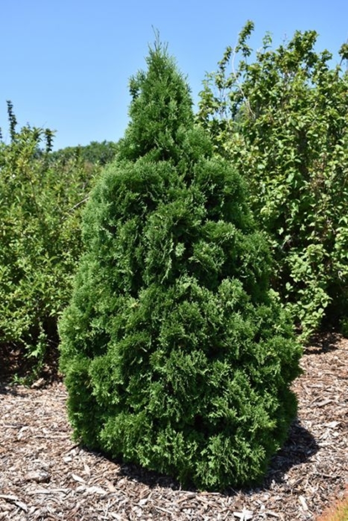 'Holmstrup' Arborvitae - Thuja occidentalis from Winding Creek Nursery